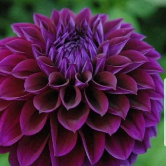 Meet your Posh Ambassador - Picture 1 of 1